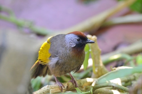 นกกะรางหัวแดง · Silver-eared Laughingthrush · Trochalopteron melanostigma