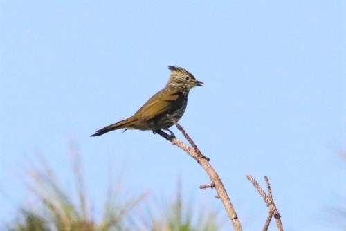 นกปรอดลาย · Striated Bulbul · Alcurus striatus