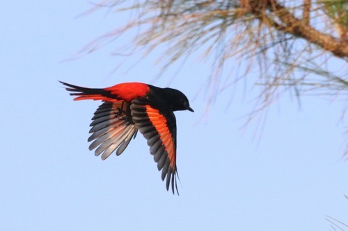 นกพญาไฟแม่สะเรียง · Short-billed Minivet · Pericrocotus brevirostris