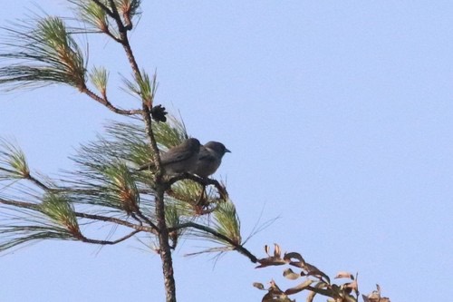 นกแอ่นพง · Ashy Woodswallow · Artamus fuscus