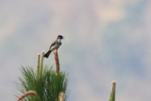 นกปรอดหัวโขนก้นเหลือง · Brown-breasted Bulbul · Pycnonotus xanthorrhous