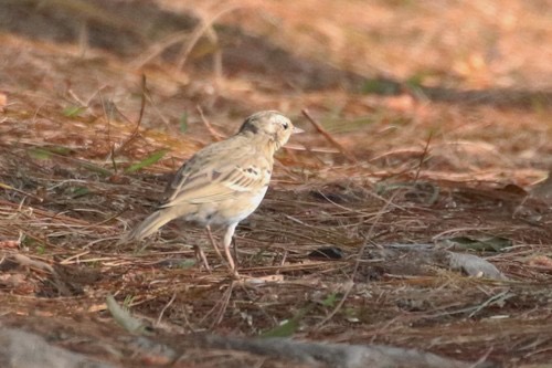 นกเด้าดินสวน · Olive-backed Pipit · Anthus hodgsoni