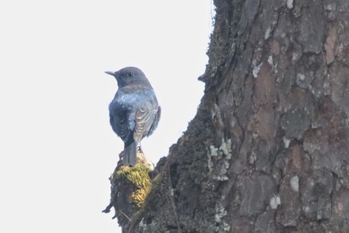 นกกระเบื้องผา · Blue Rock-Thrush · Monticola solitarius