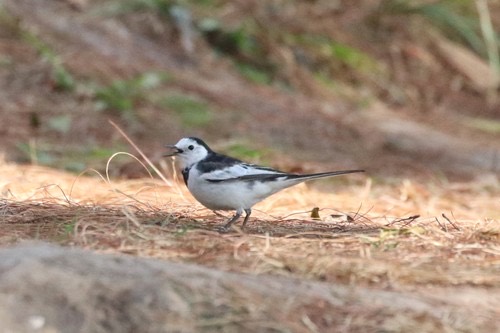 นกอุ้มบาตร · White Wagtail · Motacilla alba