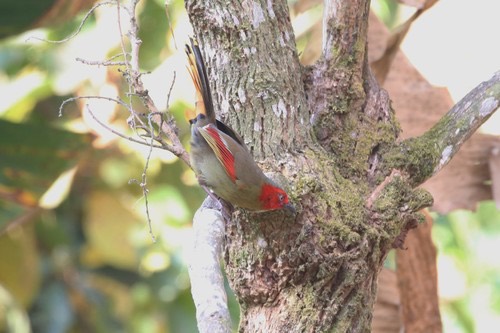 นกกะรางแก้มแดง · Scarlet-faced Liocichla · Liocichla ripponi