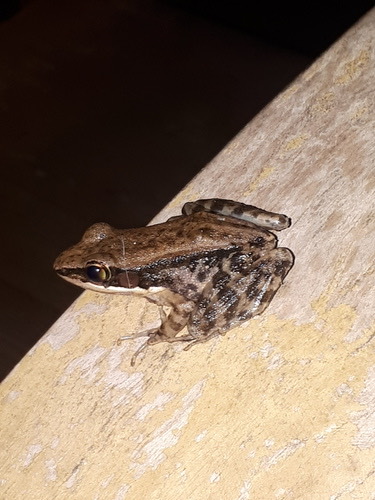 กบอ่องเล็ก · Black-striped Frog · Hylarana nigrovittata