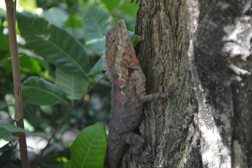 กิ้งก่าหัวสีฟ้า · Siamese Blue Crested Lizard · Calotes goetzi
