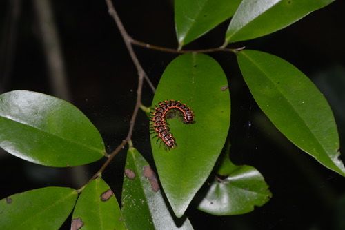 Antheromorpha rosea