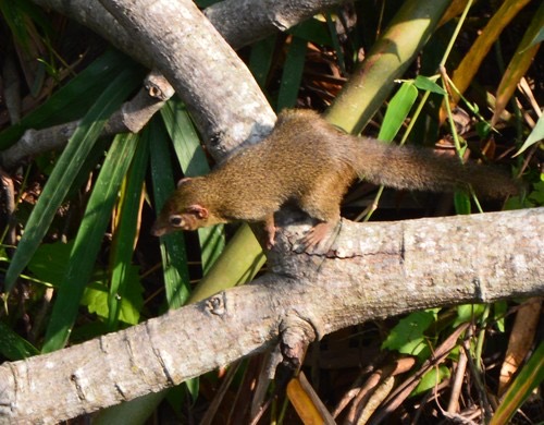 กระแตเหนือ · Northern Treeshrew · Tupaia belangeri