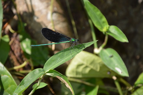 แมลงปอเข็มปีกเข้มโคนฟ้า · Matrona nigripectus