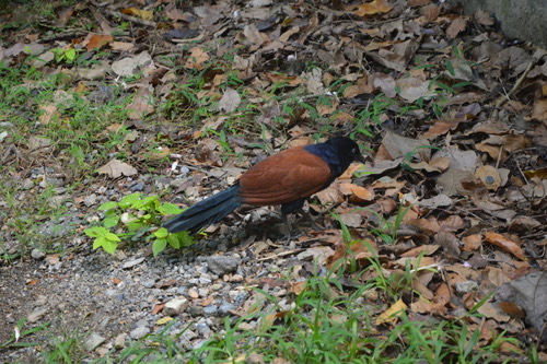 นกกระปูดใหญ่ · Greater Coucal · Centropus sinensis