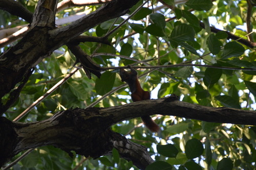 กระรอกท้องแดง · Pallas' Squirrel · Callosciurus erythraeus