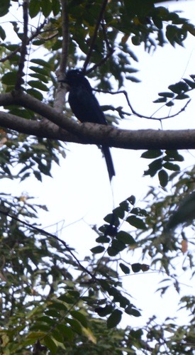 นกแซงแซวหางบ่วงใหญ่ · Greater Racket-tailed Drongo · Dicrurus paradiseus