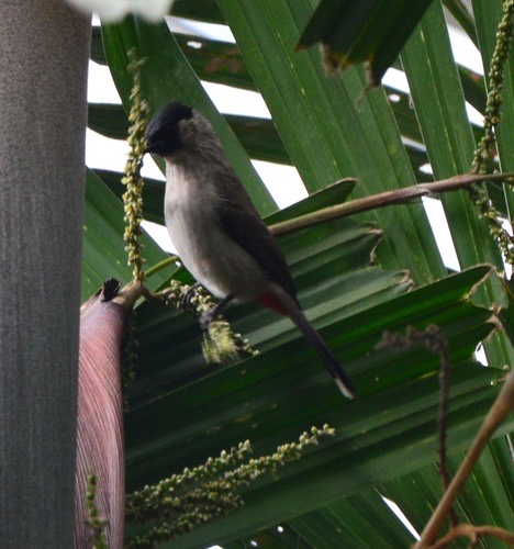 นกปรอดหัวสีเขม่า · Sooty-headed Bulbul · Pycnonotus aurigaster