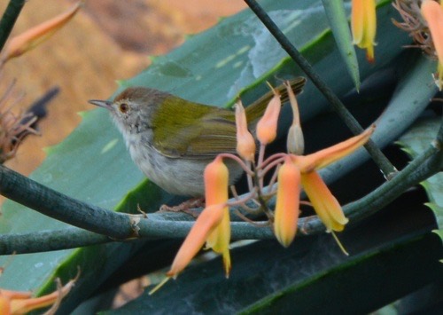 นกกระจิบธรรมดา · Common Tailorbird · Orthotomus sutorius