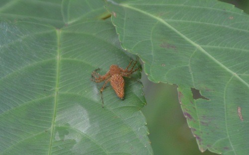 Hieroglyph Fairy Lynx Spider · Hamadruas hieroglyphica