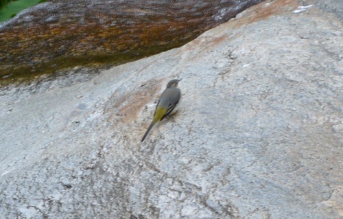 นกเด้าลมหลังเทา · Grey Wagtail · Motacilla cinerea