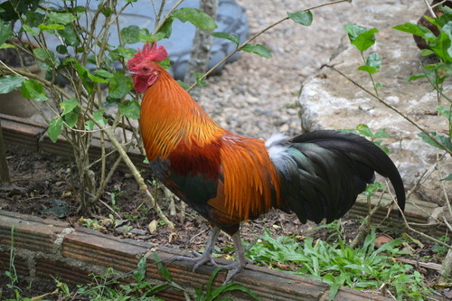 ไก่ป่า · Red Junglefowl · Gallus gallus