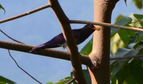นกคัคคูสีม่วง · Violet Cuckoo · Chrysococcyx xanthorhynchus