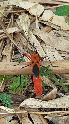มวนท้องยาว · Macrocheraia grandis