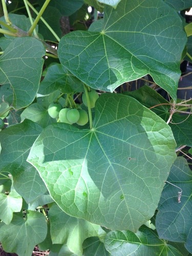 สบู่ดำ · Barbados Nut · Jatropha curcas