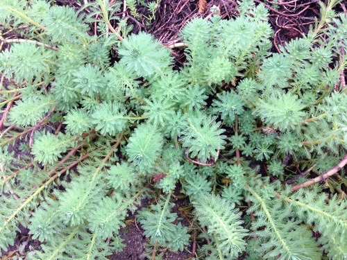 สาหร่ายขนนกญี่ปุ่น · Parrot's feather · Myriophyllum aquaticum