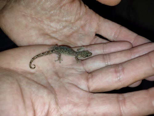 จิ้งจกแคระเชียงใหม่ · Chiang Mai Dwarf Gecko · Hemiphyllodactylus chiangmaiensis