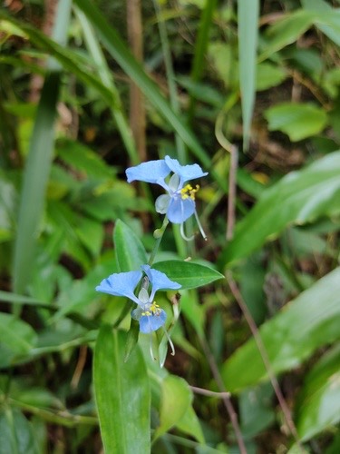 ผักปลาบใบแคบ · Scrambling Dayflower · Commelina diffusa
