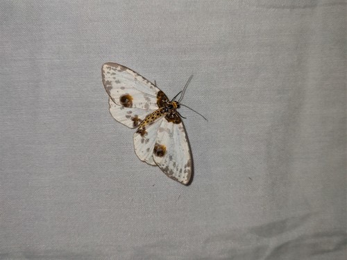 Abraxas persimplex