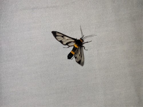 ผีเสื้อหญ้าลายเสือ · Handmaiden moth · Syntomoides imaon