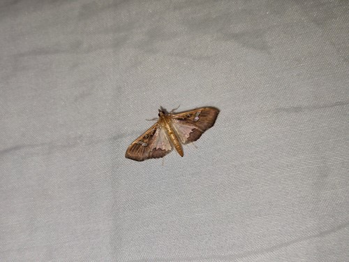 ผีเสื้อหนอนเจาะฝักถั่ว · Mung Bean Moth · Maruca vitrata