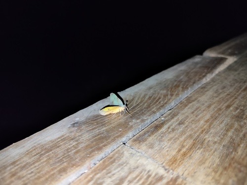 Hypochrosis hyadaria