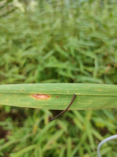 ทากลายโซ่สีตอง · Haemadipsa crenata