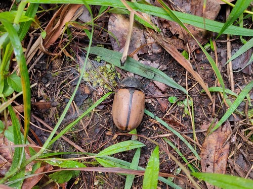 ด้วงกว่างซางเหนือ · five-horned Rhinoceros Beetle · Eupatorus gracilicornis