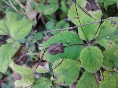 Dalsira scabrata