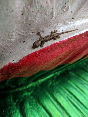 จิ้งจกบ้านหางแบน · Flat-tailed House Gecko · Hemidactylus platyurus