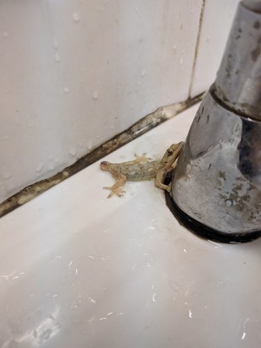 จิ้งจกบ้านหางแบน · Flat-tailed House Gecko · Hemidactylus platyurus