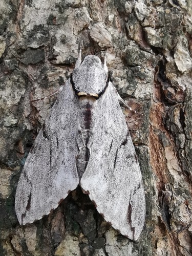 Plain grey hawkmoth · Psilogramma increta