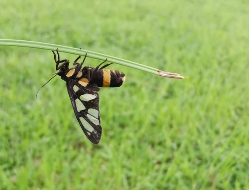ผีเสื้อหญ้าวงท้องเหลือง · Amata sperbius