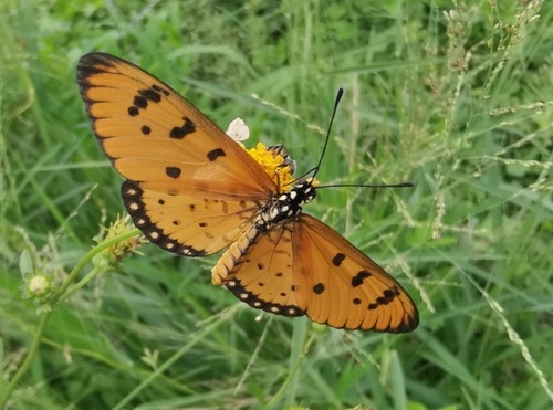 ผีเสื้อหนอนหนามกะทกรก · Tawny Coster · Acraea terpsicore