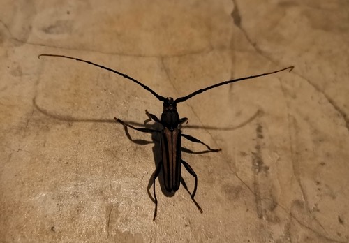 ด้วงหนวดยาวขีดเขียวกลาง · Lebbek Borer · Xystrocera globosa