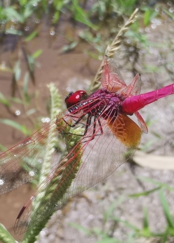 แมลงปอบ้านไตรมิตรสีชมพู · Crimson Marsh Glider · Trithemis aurora