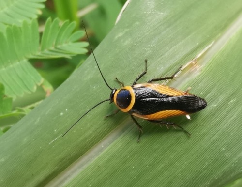 แมลงสาบนิลทอง · Hemithyrsocera vittata