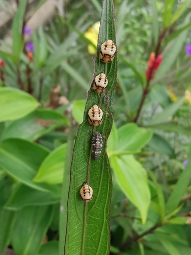 ด้วงเต่าลายหยัก · Six-spotted Zigzag Ladybird · Cheilomenes sexmaculata