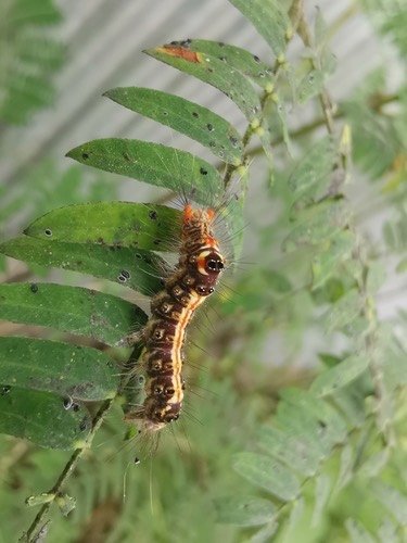 Orvasca subnotata