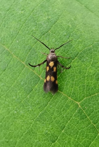 Eretmocera impactella