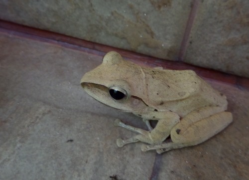 ปาดเหนือ · Spot-legged Tree Frog · Polypedates megacephalus