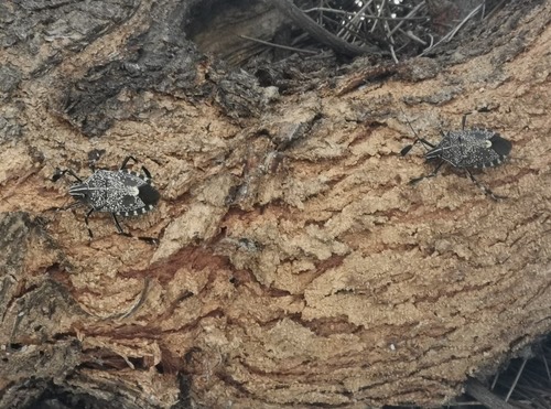 มวนเหม็นจุดเหลือง · Yellow-spotted Stink Bug · Erthesina fullo