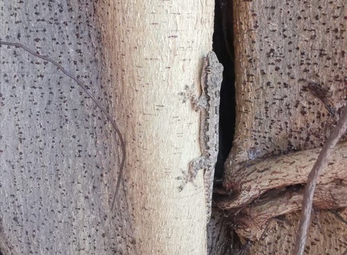 จิ้งจกบ้านหางแบน · Flat-tailed House Gecko · Hemidactylus platyurus