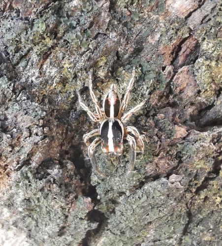 แมงมุมกระโดดไพคุลล์ · Pantropical Jumping Spider · Plexippus paykulli